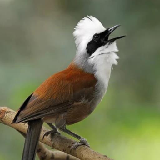 white crested